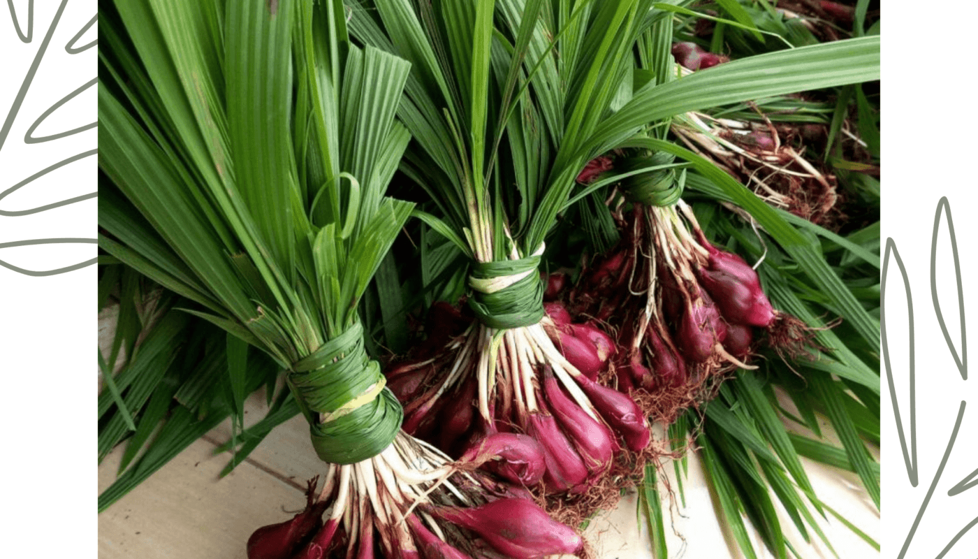cây tỏi đỏ hay còn gọi là sâm đại hành