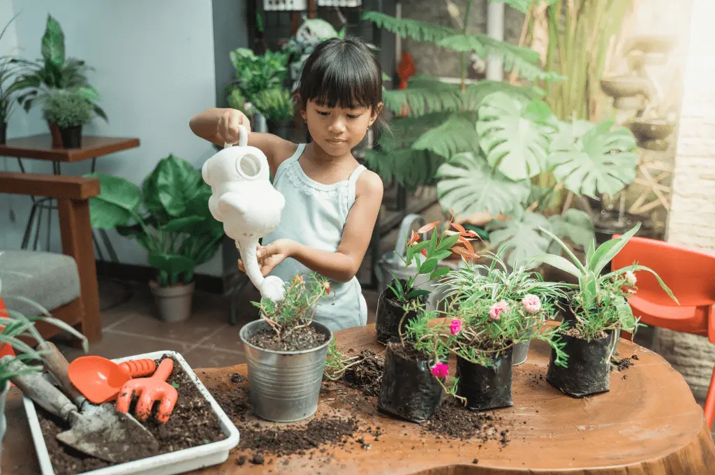 nước gạo có thể sử dụng để tưới cây
